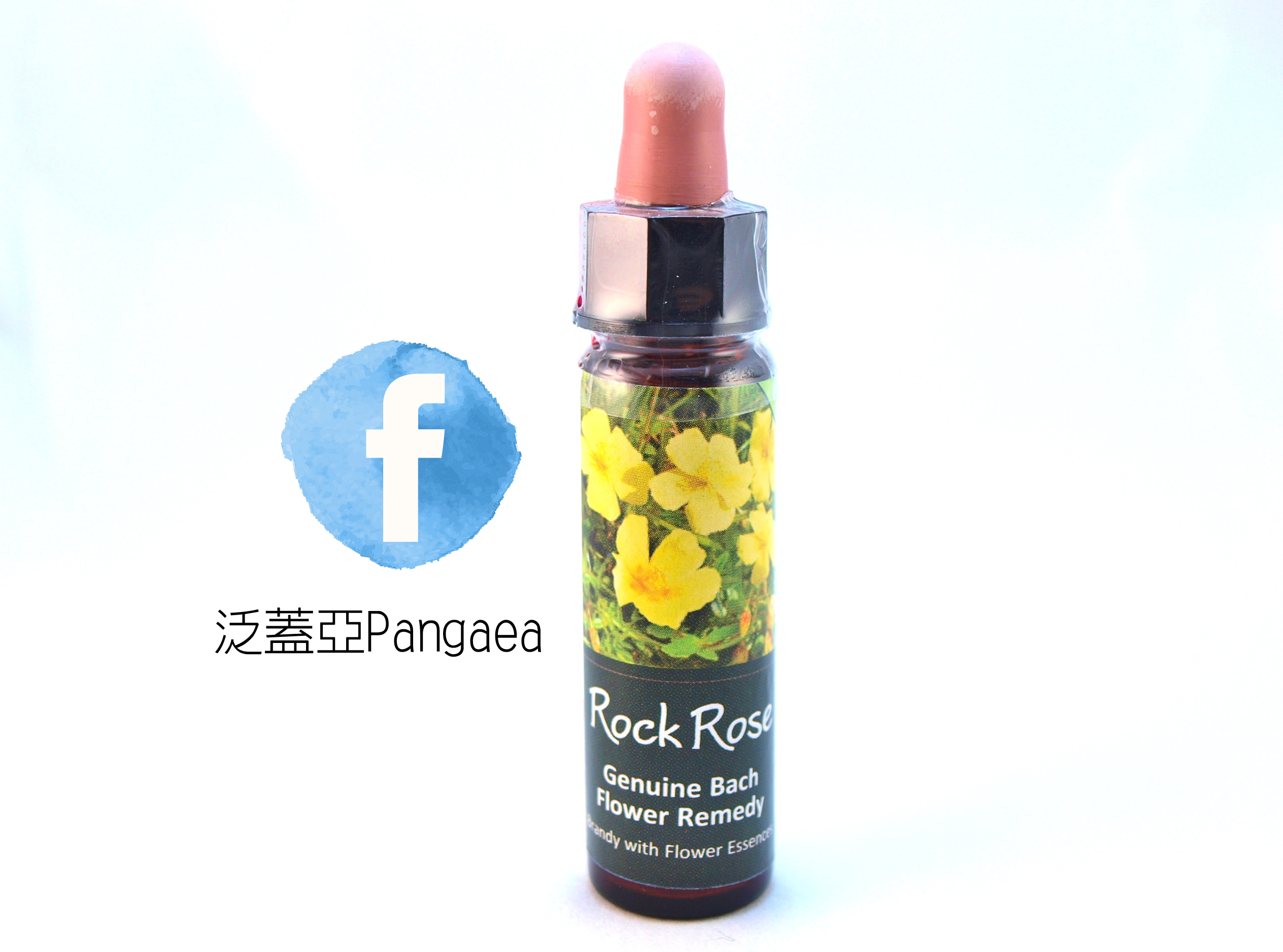 rock rose s